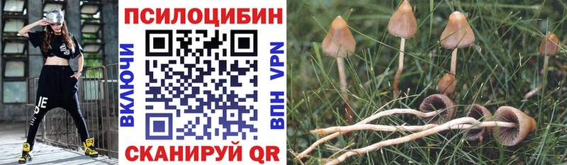 где продают   Абакан  Псилоцибиновые грибы прущие грибы 